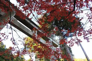 <p>Stone torii&nbsp; decorated with red leaves. You'll pass this gate when you come to the main hall from Mikoshi-den Hall</p>