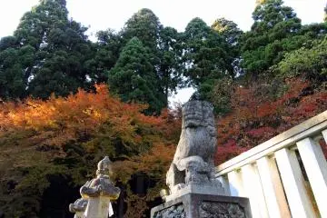<p>Somewhat flattened face of a guardian dog with autumn leaves and tall cedar trees in the background</p>