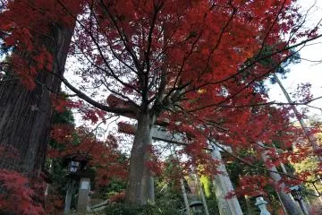 <p>A wild red maple tree looking like a living creature greeted me when I reached the entrance to the main hall</p>