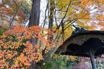 <p>Water purification font of the main hall and colorful trees decorating the shrine grounds</p>