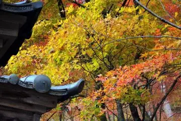 산 기슭에 가을이 있다