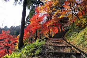 아름다운 단풍을 감상하며 언덕을 걸어 올라가라!