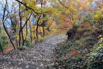 언덕을 올라가면 나무가 늘어난다