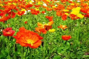 Flower Park Kagoshima