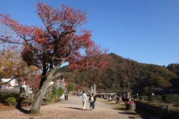 <p>Beautiful autumn leaves</p>