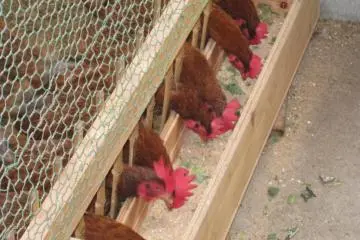 The eggs are always fresh