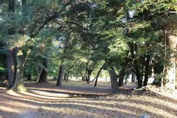 교토 어원 북쪽의 숲