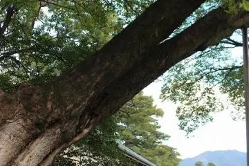 어원 내의 느티나무 고목