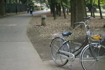 <p>Why not cycle through the park on a sunny day?</p>