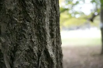 <p>Details: The park has some lovely trees</p>