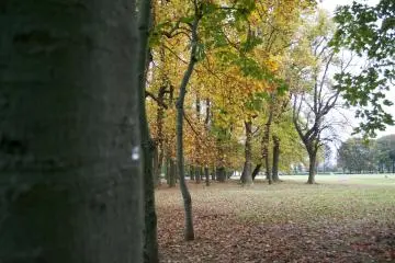 <p>Yellow and green leaves</p>