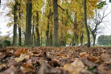 Koganei Park in Autumn