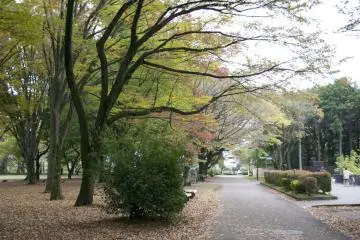 <p>A tree with a beautiful shape</p>