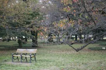 <p>Out jogging at Koganei park? Catch your breath on one of the park's benches</p>