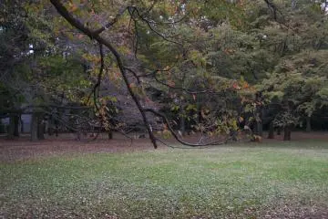 <p>Koganei&nbsp;Park</p>
