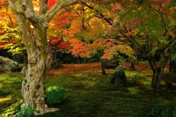 <p>Fallen leaves add richness to the beautiful autumn scenery</p>