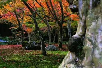 <p>Impressive velvety texture of green moss on the ground</p>