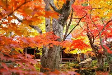 <p>Gorgeous maple leaves looking as though they are red filters. The outside veranda of Hojo building can be seen at the far end.</p>