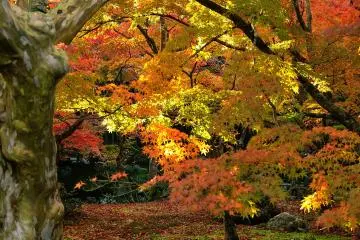 <p>Mixture of yellow and orange leaves creating various intermediate shades of color</p>