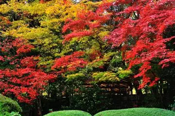 Brilliant autumn colors are pleasing to the eyes of the beholders