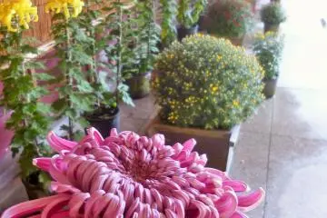 <p>A more traditional chrysanthemum display</p>
