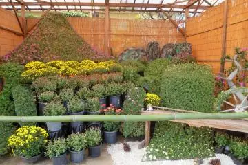 <p>These photos were taken in late October. &nbsp;Most of the flowers were not yet at their peak.</p>