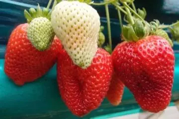 <p>Memetik stroberi di Yokota Farm</p>