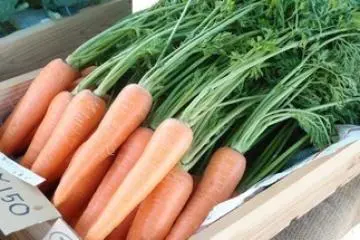 <p>Wortel segar yang bisa juga dipetik di Yokota Farm</p>