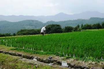 <p>มักจะพบชาวนาทำงานในนาของตน</p>