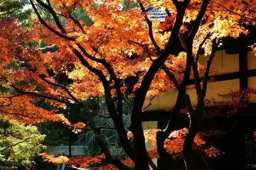 Awesome maple tree standing between Shinden Hall and Kogosho Hall