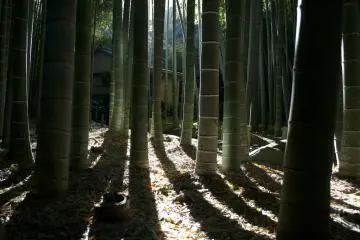 <p>Rays of sunlight</p>