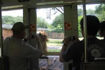 Lion Bus Tour