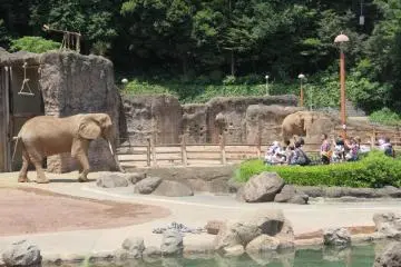 Elephants
