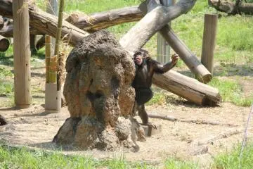 Chimpanzee