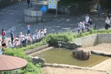 Rhino