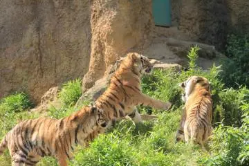 Tigers