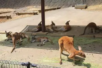 Kangaroos