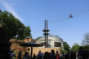 Orangutang