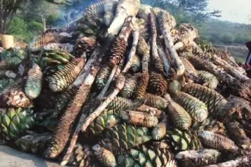 <p>Agave, leaves cut ready for preparation</p>