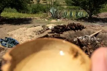 <p>The Jicara and mezcal in its natural environment</p>