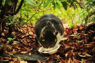 <p>Abandoned cat being fed by the locals</p>