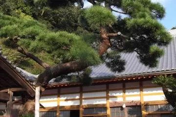 There's a big old tree in front of the temple hall