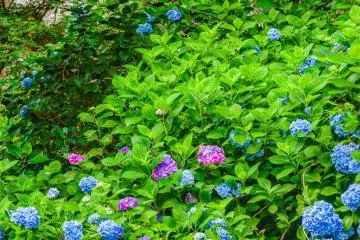 Hydrangea. They bloom in June and are quite popular in Kamakura.
