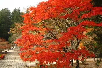<p>beautiful autumn tree at Okunoin</p>