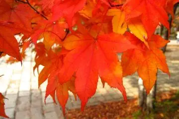 <p>Momiji at Okunoin</p>