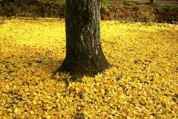 <p>fallen gingko leaves</p>