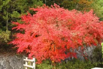 <p>A burst of red greeted me before I left the huge grounds of Okunoin.</p>