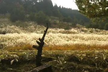 <p>Going through another quieter route to get out of Okunoin, I chanced upon one of the autumn beauties in the Japanese countryside - a field of "susuki" (Japanese pampas grass).</p>