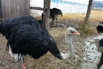 <p>Males ostriches are recognized by their red beaks and legs</p>