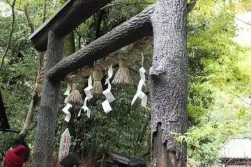 쿠로키노 토리이